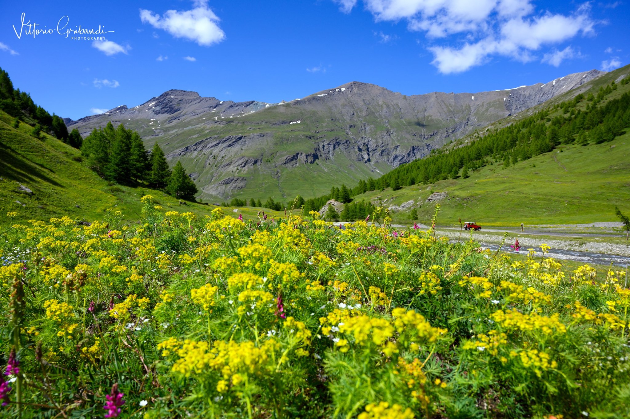 Fioriture in Valle Argentera (Vittorio Gribaudi)